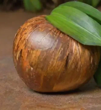 Cocos vibrantes y detalles sutiles en un entorno rústico
