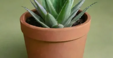 Una planta de aloe vera serena en una maceta de barro rodeada de hierbas dibujadas a mano